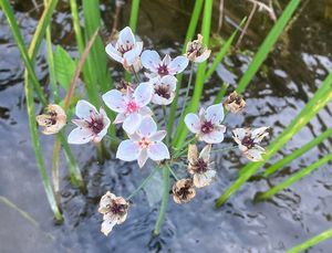 Šmel okoličnatý (Butomu umbellatus)