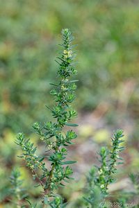 Bytel metlatý (Bassia scoparia)