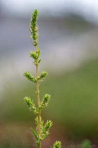 Bytel metlatý (Bassia scoparia)