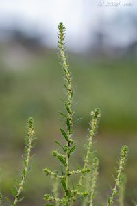Bytel metlatý (Bassia scoparia)