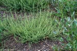 Bytel metlatý (Bassia scoparia)