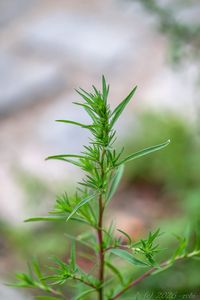 Bytel metlatý (Bassia scoparia)