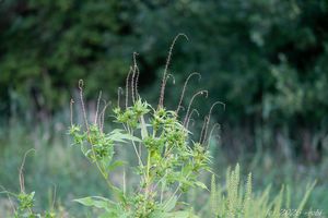 Ambrózie trojklanná (Ambrosia trifida)