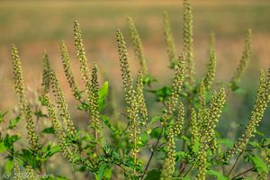 Ambrózie trojklanná (Ambrosia trifida)