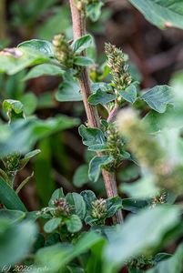 Laskavec ohnutý (Amaranthus retroflexus)