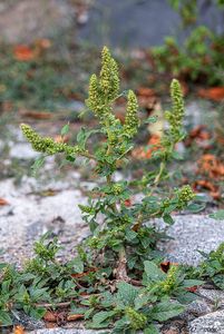 Laskavec ohnutý (Amaranthus retroflexus)