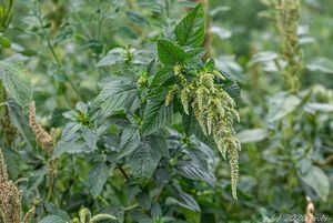 Laskavec zelenoklasý (Amaranthus powellii)
