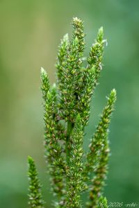 Laskavec zelenoklasý (Amaranthus powellii)