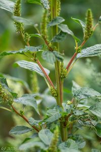 Laskavec zelenoklasý (Amaranthus powellii)