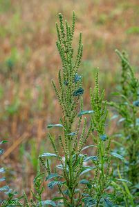 Laskavec zelenoklasý (Amaranthus powellii)