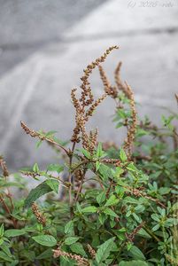 Laskavec skloněný (Amaranthus deflexus)