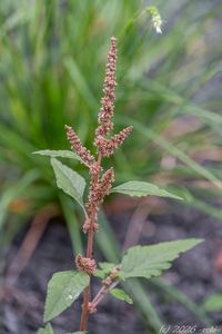 Laskavec skloněný (Amaranthus deflexus)