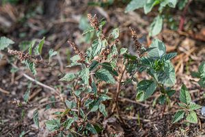 Laskavec skloněný (Amaranthus deflexus)