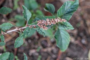 Laskavec skloněný (Amaranthus deflexus)