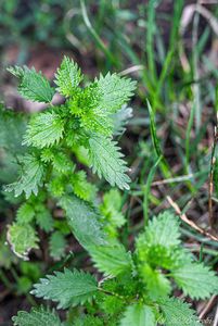 Kopřiva žahavka (Urtica urens)