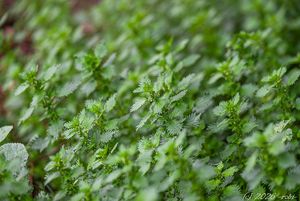 Kopřiva žahavka (Urtica urens)
