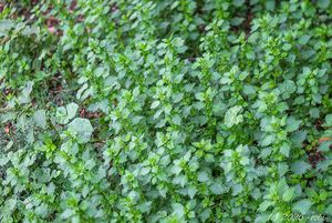 Kopřiva žahavka (Urtica urens)