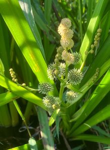 Zevar vzpřímený  (Sparganium erectum L.)