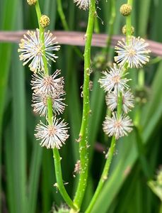 Zevar vzpřímený  (Sparganium erectum L.)