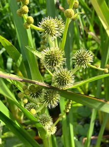Zevar vzpřímený  (Sparganium erectum L.)