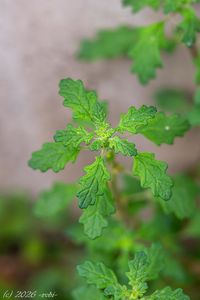 Merlík trpasličí (Dysphania pumilio)