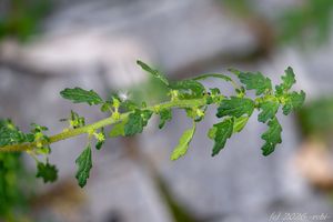 Merlík trpasličí (Dysphania pumilio)