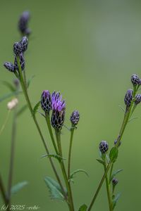 Srpice barvířská (Serratula tinctoria)