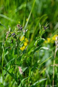 Srpice barvířská (Serratula tinctoria)