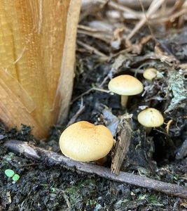 Šupinovka ověšená - Pholiota conissans (Fr.) M.M. Moser
