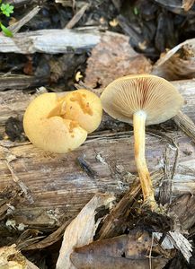 Šupinovka ověšená - Pholiota conissans (Fr.) M.M. Moser