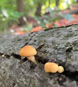Šupinovka hlízkovitá - Pholiota tuberculosa (Schaeff.) P. Kumm. 1871