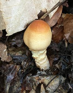 Bedla ohňopochvá - Lepiota ignivolvata Bousset et Joss. ex Joss.