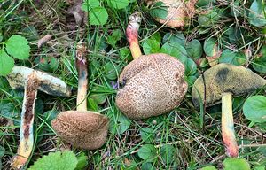 Hřib políčkatý - Xerocomellus cisalpinus (Simonini, H. Ladurner & Peintner) Klofac