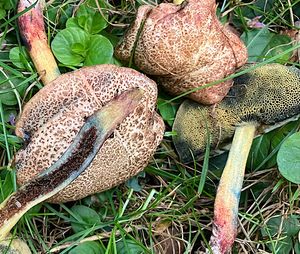 Hřib políčkatý - Xerocomellus cisalpinus (Simonini, H. Ladurner & Peintner) Klofac