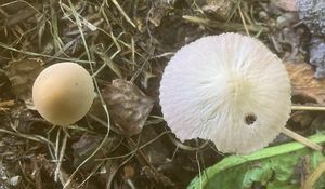 Křehutka štíhlá - Psathyrella pseudogracilis (Romagn.) M.M.