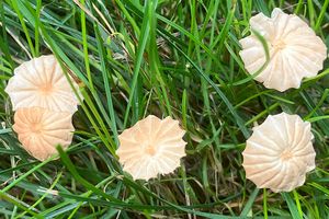 Špička odlišná - Marasmius anomalus Lash ex Rabenh.
