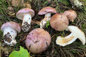 Pavučinec hnědofialový - Cortinarius baltaetocumatilis