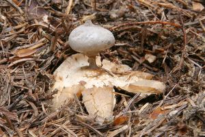 Hvězdovka dlouhokrká - Geastrum pectinatum Pers.