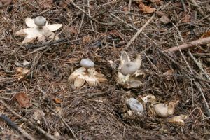 Hvězdovka dlouhokrká - Geastrum pectinatum  Pers. (1801)