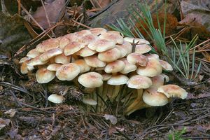 Třepenitka svazčitá - Hypholoma fasciculare  (Huds.) P. Kumm. 1871