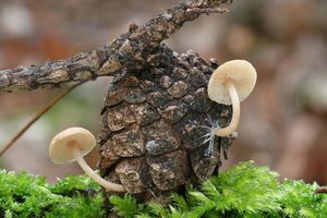 Klikni pro velký obrázek