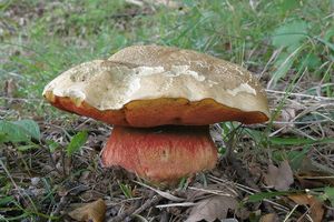 Klikni pro velký obrázek