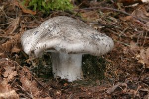 Šťavnatka březnovka - Hygrophprus marzuolus