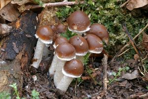 Křehutka hnědošedá f. jarní - Psathyrella spadiceogrisea f. vernalis