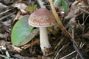 Křehutka hnědošedá f. jarní - Psathyrella spadiceogrisea f. vernalis