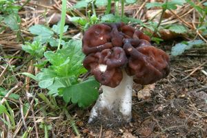 Ucháč obecný - Gyromitra esculenta (Pers.) Fr. 1849