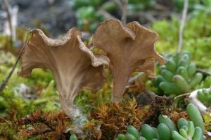 Mecháček lopatkovitý - Arrhenia spathulata  (Fr.) Redhead 1984