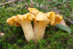 Liška obecná - Cantharellus cibarius Fr. 1821
