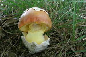 Muchomůrka císařka - Amanita caesarea  (Scop.) Pers. 1801