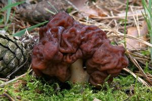 Ucháč obecný - Gyromitra esculenta (Pers.) Fr. 1849